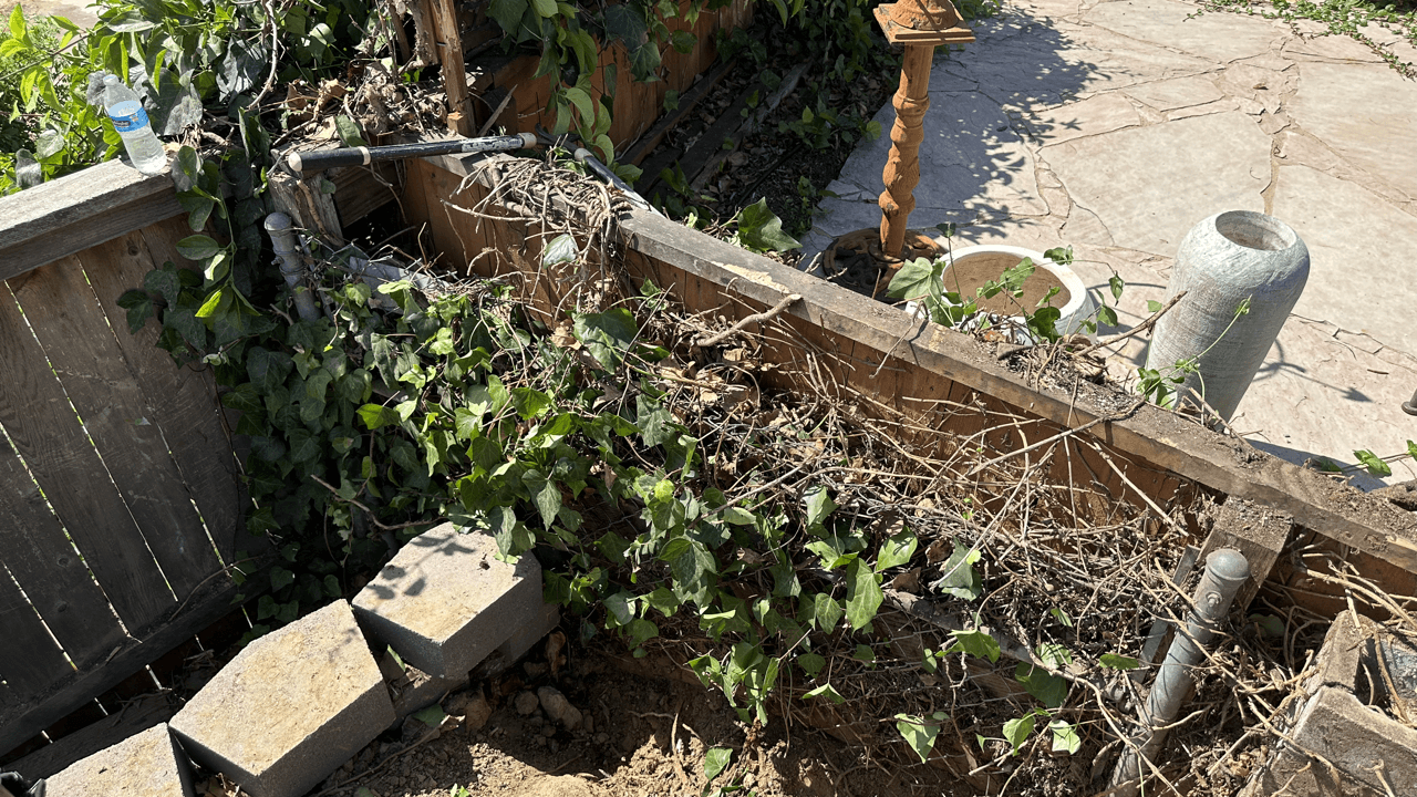 wooden retaining wall overgrown.
