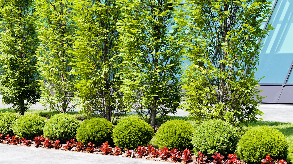 Commercial Landscaping Services in San Diego