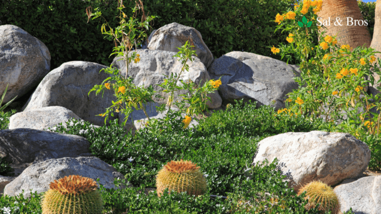 How to Create a Drought-Resistant Garden in San Diego