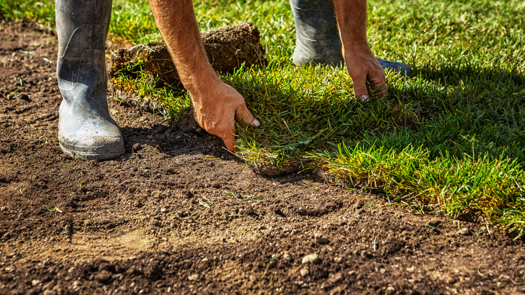 San Diego Sod Installation