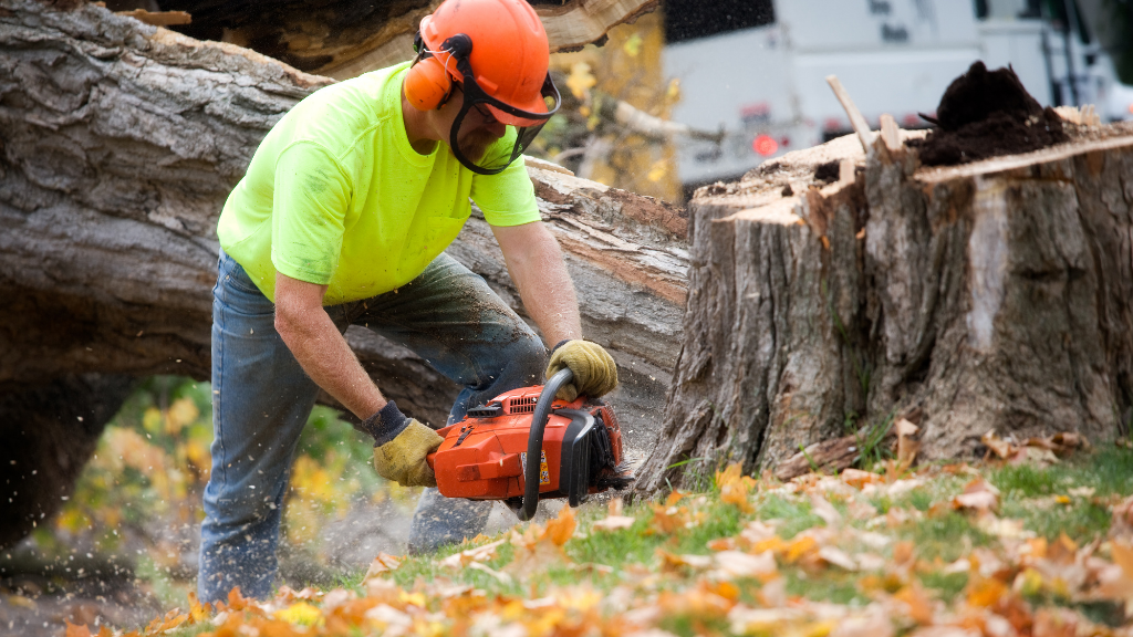 San Diego Tree Services