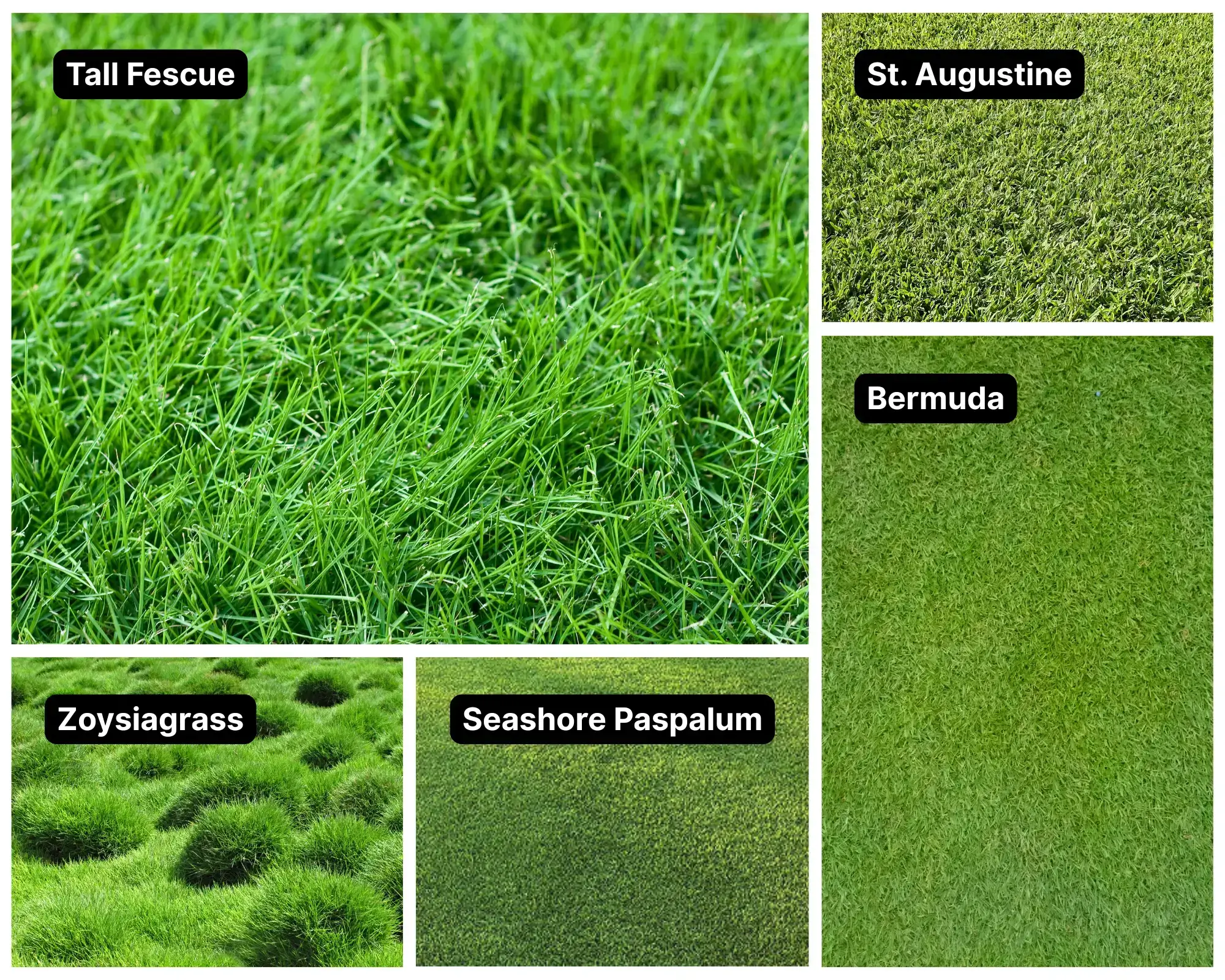 Sod Varieties Available in San Diego